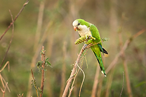 Papoušek mniší